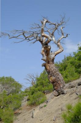 Прикрепленное изображение: н2.jpg